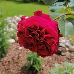 Daire Ruhe Am Wald - Zentral Und Woerthersee