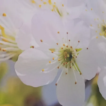Ruhe Am Wald - Zentral Und Woerthersee