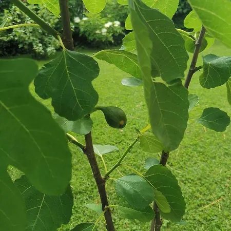 Ruhe Am Wald - Zentral Und Woerthersee דירה *