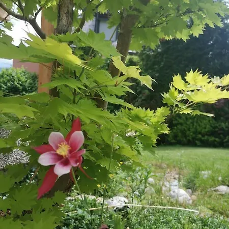 Ruhe Am Wald - Zentral Und Woerthersee * كلاغنفورت