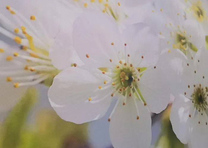 Ruhe Am Wald - Zentral Und Woerthersee