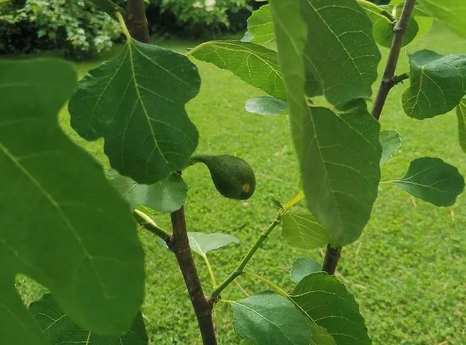 Ruhe Am Wald - Zentral Und Woerthersee Апартаменты *